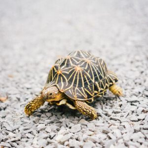 Schildkrötenschritte