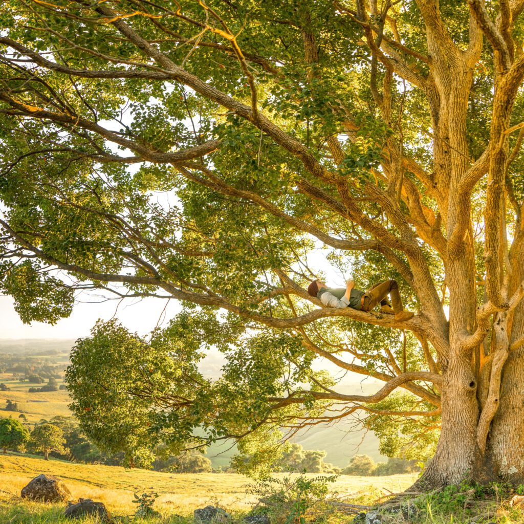 Ein Mann liegt auf einem Ast im Baum, im Hintergrund Sonne