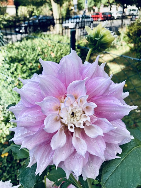 Hoffnung und Vorfreude Metapher Dahlie Blume Blüte