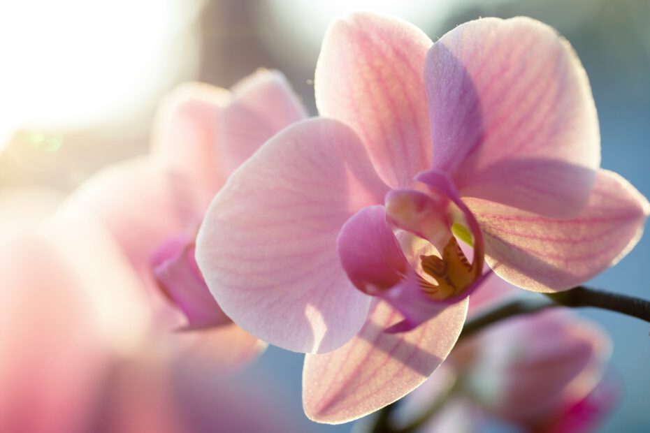 Sind hochsensible Menschen weniger belastbar - Bild von einer Orchidee